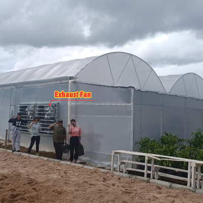 Coltivazione di fiori e ortaggi Serra Quonset Hut Conservatorio Casa di coltivazione Griglia connessa Grandi serre con ventilazione sul tetto