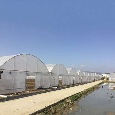 8-60m lunghezza tunnel alto serra con pellicola di plastica dimensioni personalizzabili per l'agricoltura e la produzione di fiori