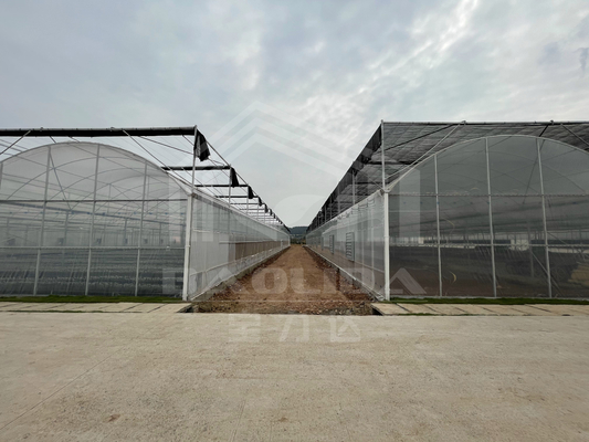 Baolida High Tunnel Film di plastica Multi Span Greenhouse tropicale