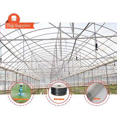 Baolida Sistema automatico personalizzato Serra Sistema idroponico tropicale Serra per semini multi-span