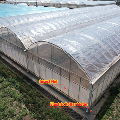 Baolida Sistema automatico personalizzato Serra Sistema idroponico tropicale Serra per semini multi-span