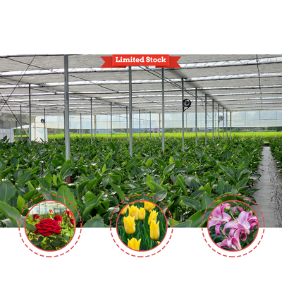 Soluzione per la coltivazione di ortaggi 8-60m Dimensioni personalizzabili Tonnello agricolo Serra con banco a rotelle e sistema di irrigazione