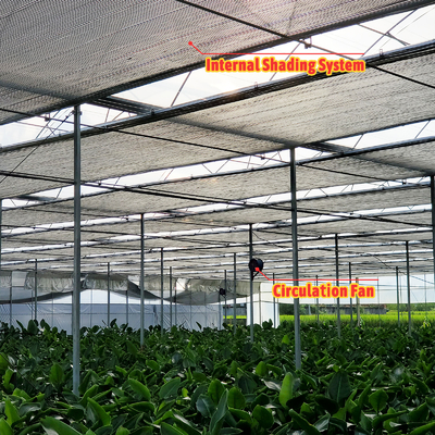 Soluzione per la coltivazione di ortaggi 8-60m Dimensioni personalizzabili Tonnello agricolo Serra con banco a rotelle e sistema di irrigazione