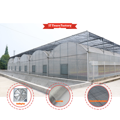 Sistema di ombreria automatico di progettazione su misura economica Serre a fragole per frutta e verdura