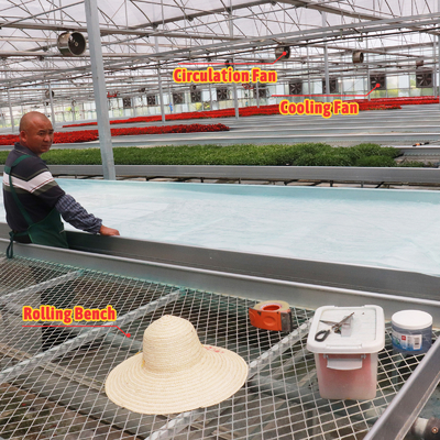 Sistema di ombreria automatico di progettazione su misura economica Serre a fragole per frutta e verdura