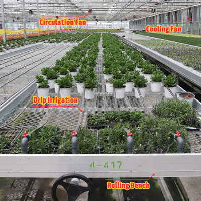 Sistema di ombreria automatico di progettazione su misura economica Serre a fragole per frutta e verdura