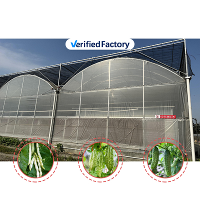 Produzione di ortaggi Sementi agricole Fragole Serre Multi Tunnel