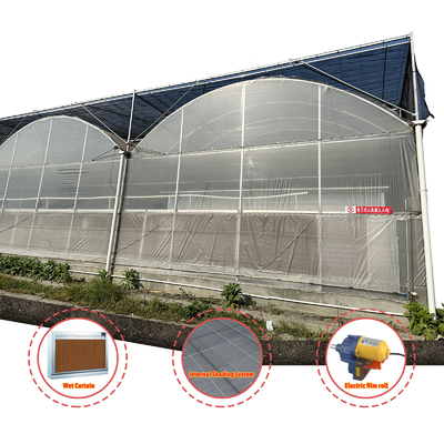 Produzione di ortaggi Sementi agricole Fragole Serre Multi Tunnel
