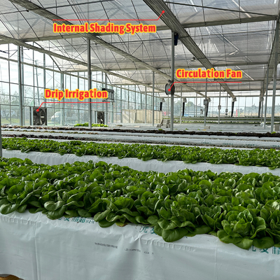 Produzione di ortaggi Sementi agricole Fragole Serre Multi Tunnel