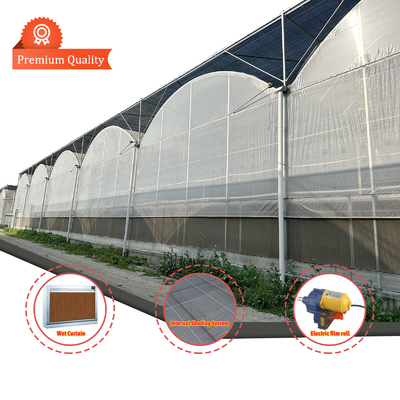 Serra di galleria agricola con pellicola di plastica multi-span Serra di fragole con sistema di ventilazione