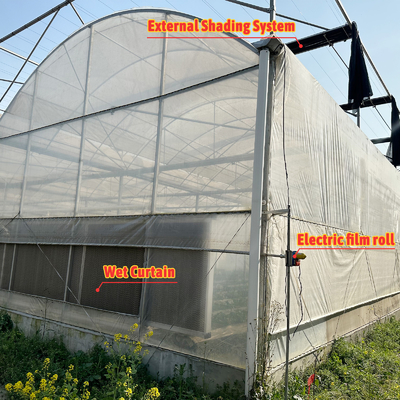 Serra di galleria agricola con pellicola di plastica multi-span Serra di fragole con sistema di ventilazione
