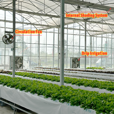 Serra di galleria agricola con pellicola di plastica multi-span Serra di fragole con sistema di ventilazione