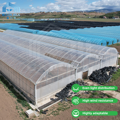 Serra multi-span di 24 x 40 m con copertura di pellicola PE da 150 micron