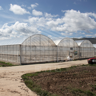 Serra multi-span di 24 x 40 m con copertura di pellicola PE da 150 micron
