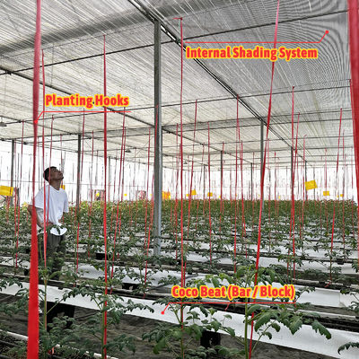 Serra in acciaio zincato con struttura da 6m-12m di luce con film in PE da 150/200 micron