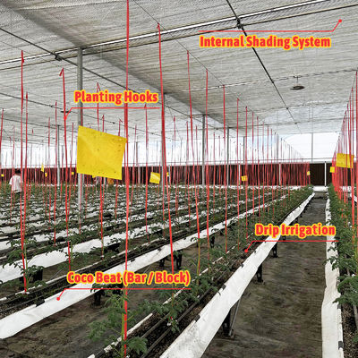 Serra in acciaio zincato con struttura da 6m-12m di luce con film in PE da 150/200 micron