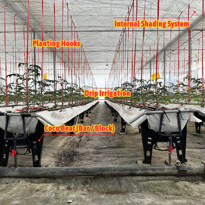 Serra in acciaio zincato con struttura da 6m-12m di luce con film in PE da 150/200 micron