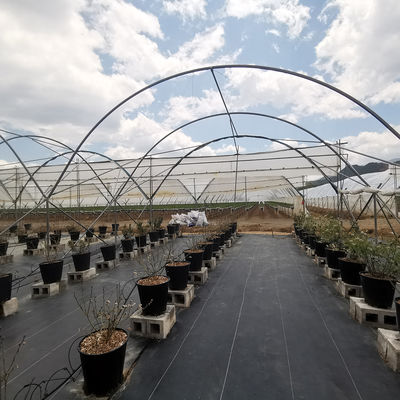 Tropical High Tunnel Multi-span Film Rain Shelter Greenhouse for Plants Cultivation