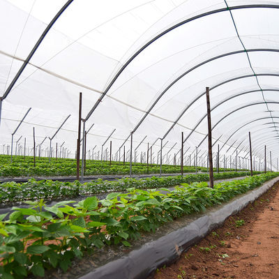 Tropical High Tunnel Multi-span Film Rain Shelter Greenhouse for Plants Cultivation