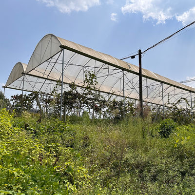 Economical Multispan Rain Shelter Greenhouse with Hot Galvanized Steel Frame for Kiwi Growing