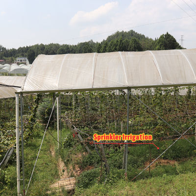 PE Film Covering Rain Shelter Greenhouse with Hot Galvanized Steel Frame and Customizable Size for Plants Cultivation
