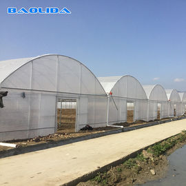 Grande multi serra della portata della struttura d'acciaio per la piantatura di verdure del pomodoro