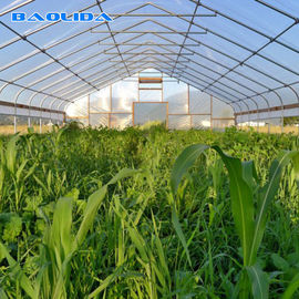 Singolo tunnel della portata che coltiva la serra matrice del film plastico di Sun agricolo