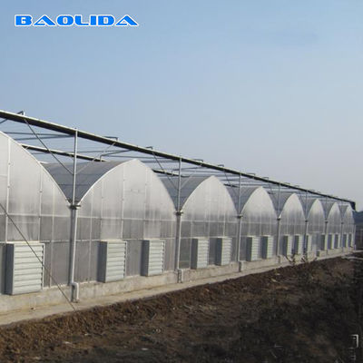 Piante di agricoltura che coltivano il sistema di raffreddamento della serra di Multispan con ventilazione lati/superiore