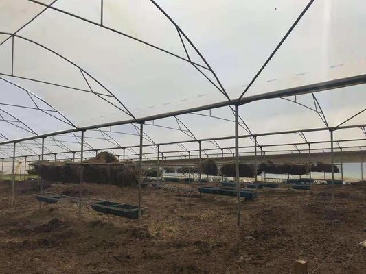 L'azienda avicola ha usato la serra calda di plastica agricola per proteggere dalla pioggia