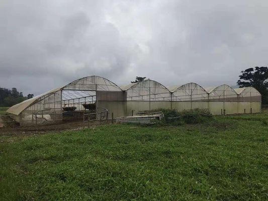 L'azienda avicola ha usato la serra calda di plastica agricola per proteggere dalla pioggia