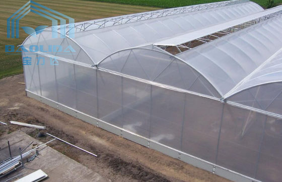 Piante di agricoltura che coltivano il sistema di raffreddamento della serra di Multispan con ventilazione lati/superiore