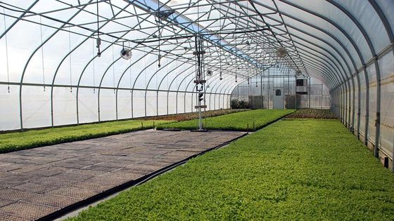 Agricoltura Gestione dei funghi Serre Piantagione di ortaggi Frutta Serre a singolo tratto