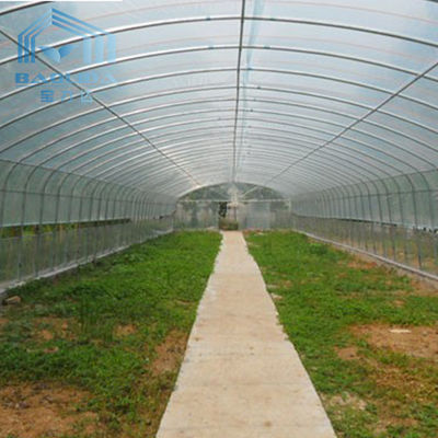 Piante di agricoltura che crescono coltivanti la serra di plastica del singolo tunnel della portata della pellicola di polietilene
