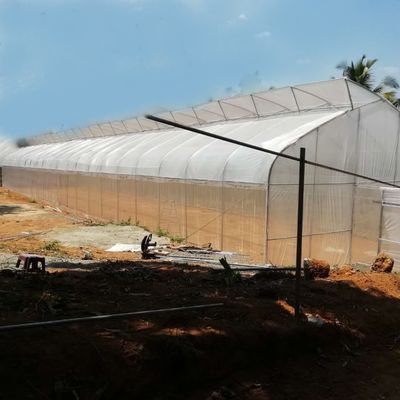La immersione calda del tunnel del film plastico portata di verdure della serra della singola ha galvanizzato