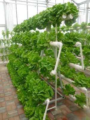 Un tipo sistema di coltura idroponica della torre per la serra di agricoltura