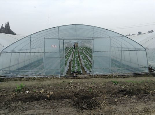 Serra di plastica della pellicola di polietilene delle serre del tunnel della singola portata per l'agricoltura delle verdure