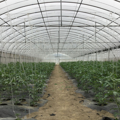 Multi agricoltura di controllo automatico della serra della portata dell'alto del tunnel film del pe idroponica