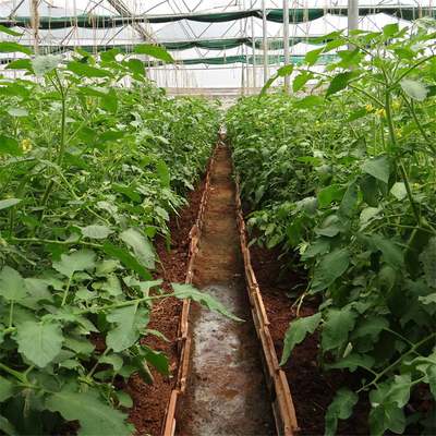 Singola portata del sistema di ventilazione del pomodoro della serra di plastica agricola laterale del tunnel
