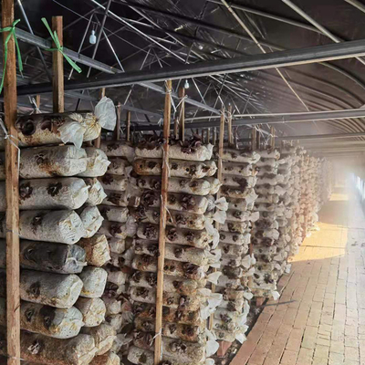 Serra crescente di Panda Film Light Resistant Mushroom del polietilene