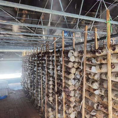 Il singolo nero Mesh Mushroom Cultivation In Greenhouses della serra della portata di doppio strato