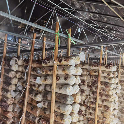 Il singolo nero Mesh Mushroom Cultivation In Greenhouses della serra della portata di doppio strato