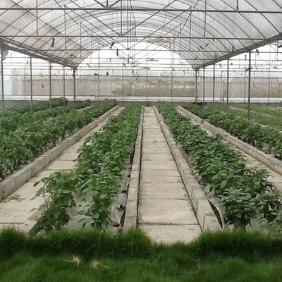 Avvolga le piante resistenti dell'agricoltura che coltivano la multi serra della portata film idroponico del sistema del poli